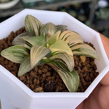 植物 Amazon｜幸せを呼ぶミニ観葉植物【ストレチア whiteマーブル鉢